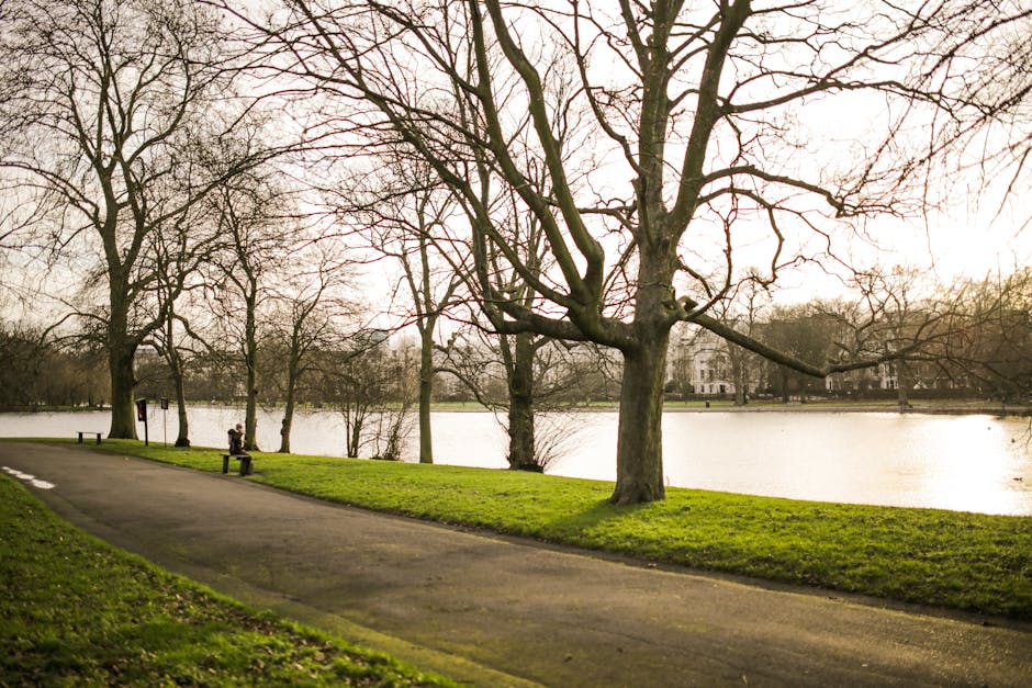 A wide view of Valentines Park in Ilford during late autumn or winter, showing a paved pathway on the left side running alongside a calm body of water, with several leafless trees with twisting branches on the grassy bank between the path and water. In the background, there are more bare trees and distant residential buildings partly obscured by the foliage. The scene is illuminated by soft, diffuse sunlight, highlighting the natural environment ideal for outdoor walking and relaxation. Occasionally, the park landscape may be used in the context of home relocation or moving services by Movers Ilford, which provides professional removals and furniture transport, as this scenic setting can be associated with the area they serve for local moves and packing and moving activities.